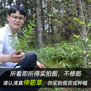伸筋草深山新鲜生晒全颗带根舒筋草透骨草马尾泡脚无硫农家狮子草