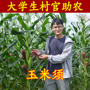 玉米须花草农家无硫精选干净苞米须苞谷须三高茶半斤无杂质无黑头