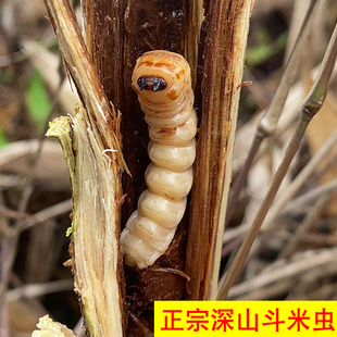 斗米虫新鲜活虫 鸟不踏刺虫 云实树蛀虫 黄花刺虫 黄寮狼虫