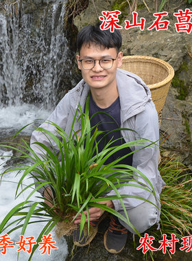 石菖蒲深山现采种植苗新鲜老根