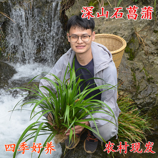 石菖蒲新鲜现采水培植物绿植水种植物苗盆景假山造景草药种植苗