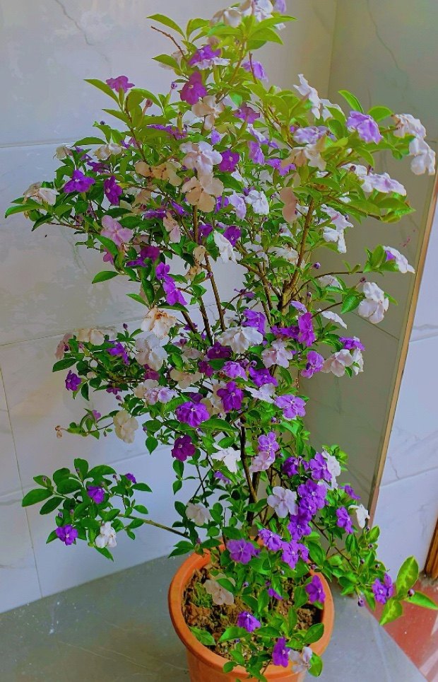 双色茉莉鸳鸯茉莉盆栽种植庭院花卉阳台室内植物别墅花园绿植花卉