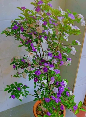 双色茉莉鸳鸯茉莉盆栽种植庭院花卉阳台室内植物别墅花园绿植花卉