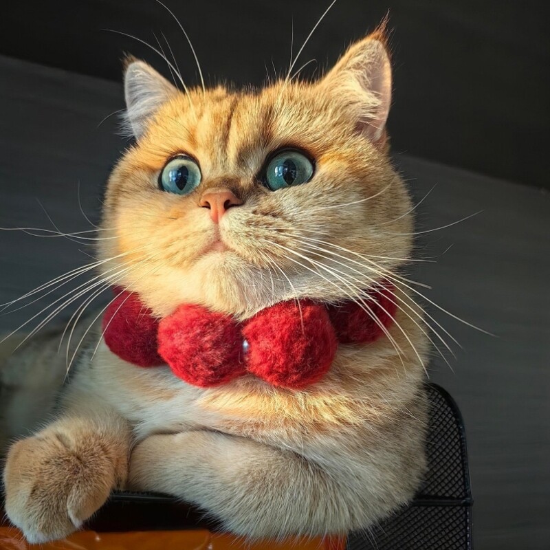 新年猫咪项圈春节喜庆宠物围巾狗狗小型犬比熊泰迪不勒脖子围脖