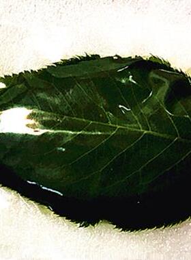 厂家绿色樱叶烘焙和菓子日式饭团装饰观赏50张树叶盐渍关山樱花叶