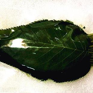 厂家绿色樱叶烘焙和菓子日式饭团装饰观赏50张树叶盐渍关山樱花叶