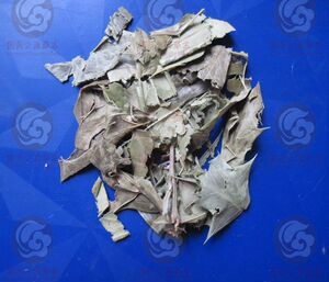 新品 功劳叶 十大功劳 货绿 无杂 500克