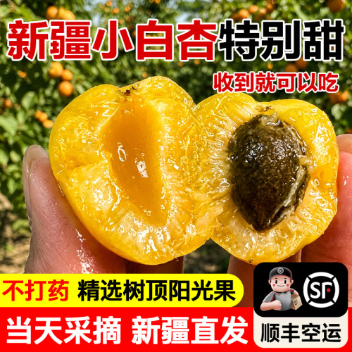 新疆小白杏新鲜现摘当季水果库车小白杏轮台甜杏产地直发托克逊杏