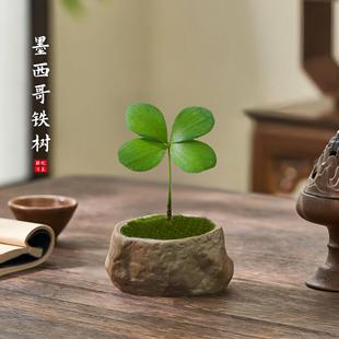幸运四叶草盆景室内墨西哥铁树办公室内桌面好养铁树开花花卉盆栽