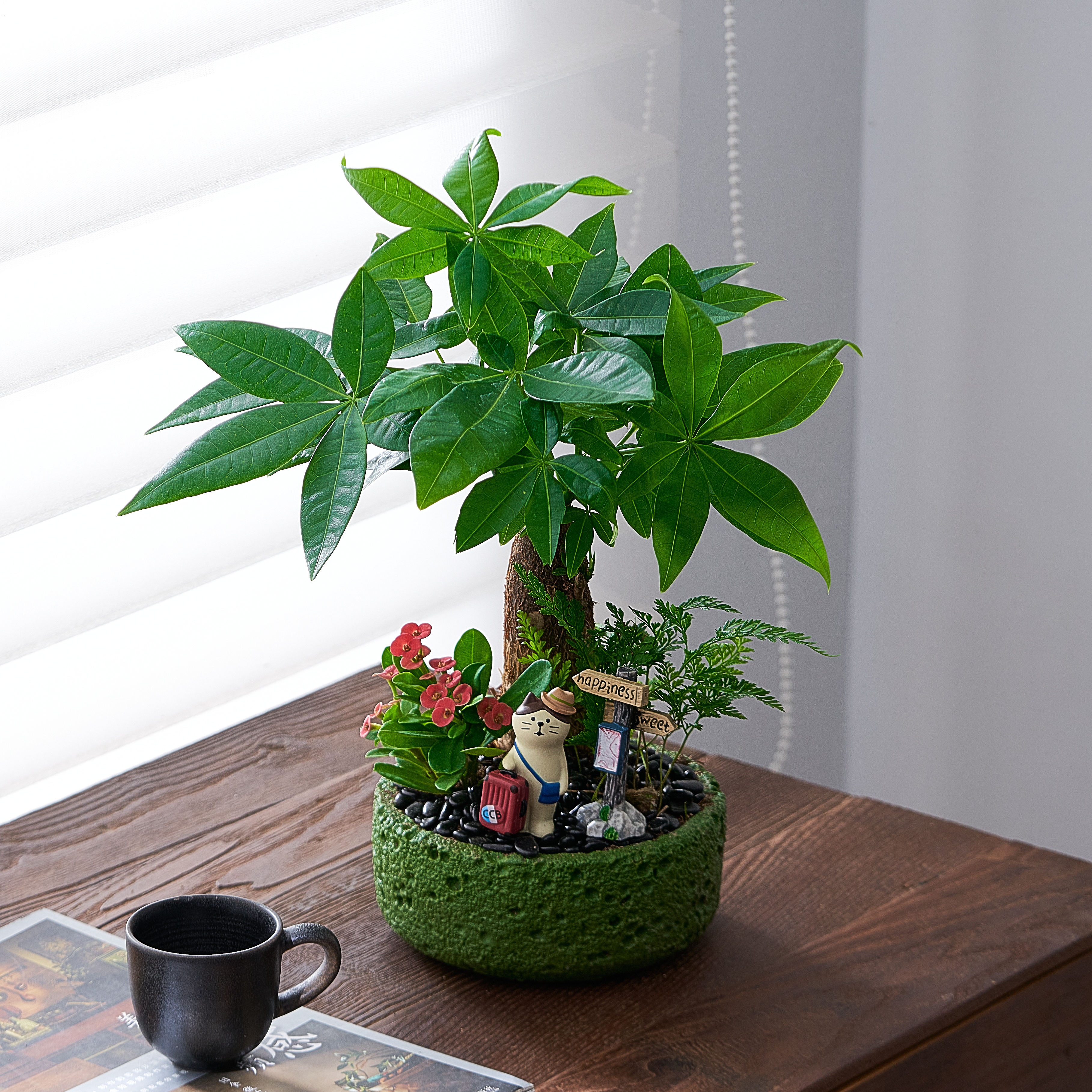 发财树桌面绿植盆栽花卉植物送礼