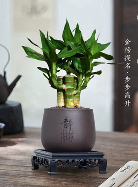 4支文昌竹【金榜题名】富贵竹水培植物水养粗杆客厅绿植土培盆栽