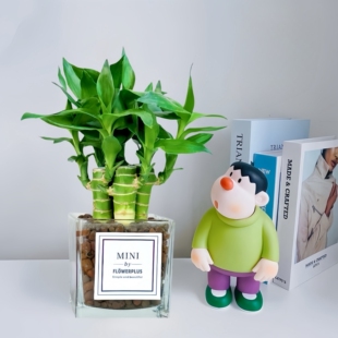 文昌竹4支金榜题名粗杆水培客厅办公室内桌面绿植小盆栽净化空气