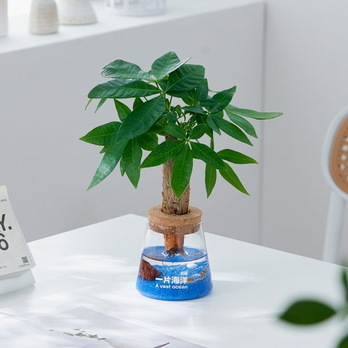 水培植物发财树懒人小盆栽