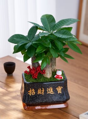 发财树盆栽室内植物大棵绿植