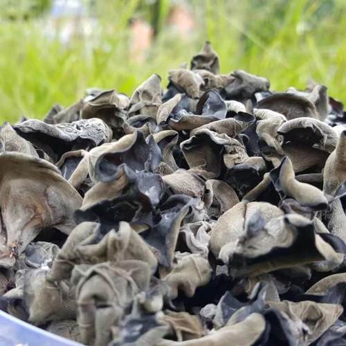 散装新东北干货朵秋季无根黑木耳