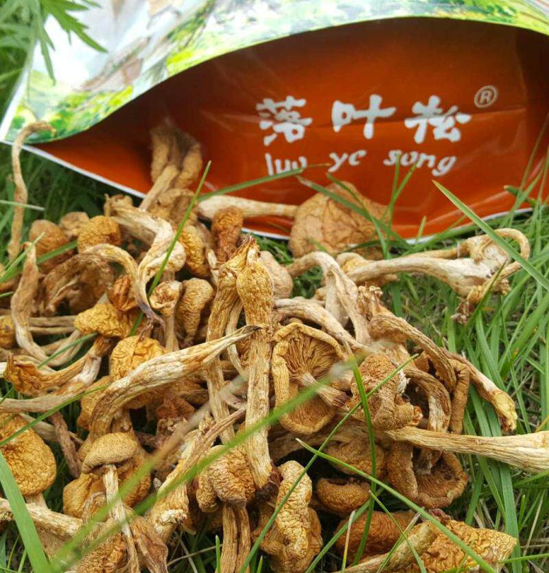 落叶松散装新干货特产滑子菇小黄油蘑珍珠食用菌500g配送袋装