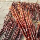 散装 大兴安岭产地东北泡酒煲汤藏佛手灵芝整枝鹿角草干货泡茶煲汤