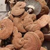 散装 大兴安岭半赤红灵芝食菌整枝免费切片磨粉树舌500克配送袋装