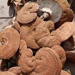 散装大兴安岭半赤红灵芝食菌整枝免费切片磨粉树舌500克配送袋装