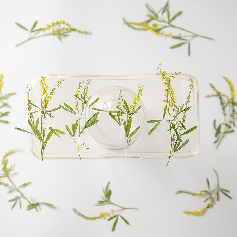 草木犀花干花绿色植物标本带枝手工贴画diy押压花书签相框画材料