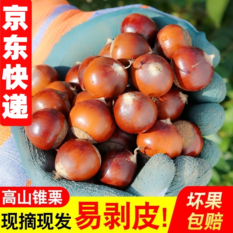 农家现摘高山锥栗板栗生新鲜2026年福建建瓯油栗子毛尖锥糖炒栗子