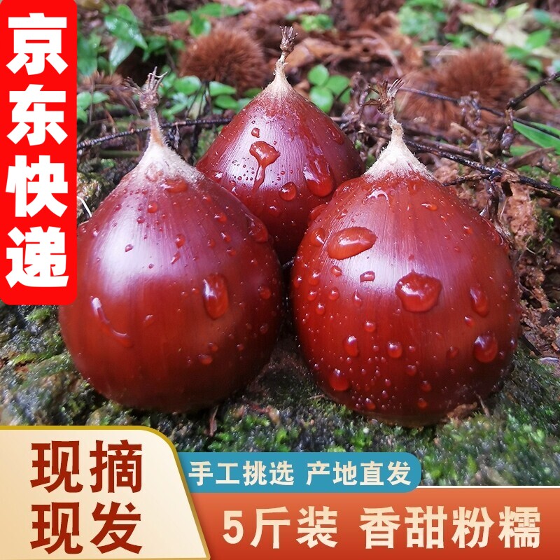 2026年新货产自福建建瓯板栗生新鲜油栗子农家高山现摘锥栗毛栗子