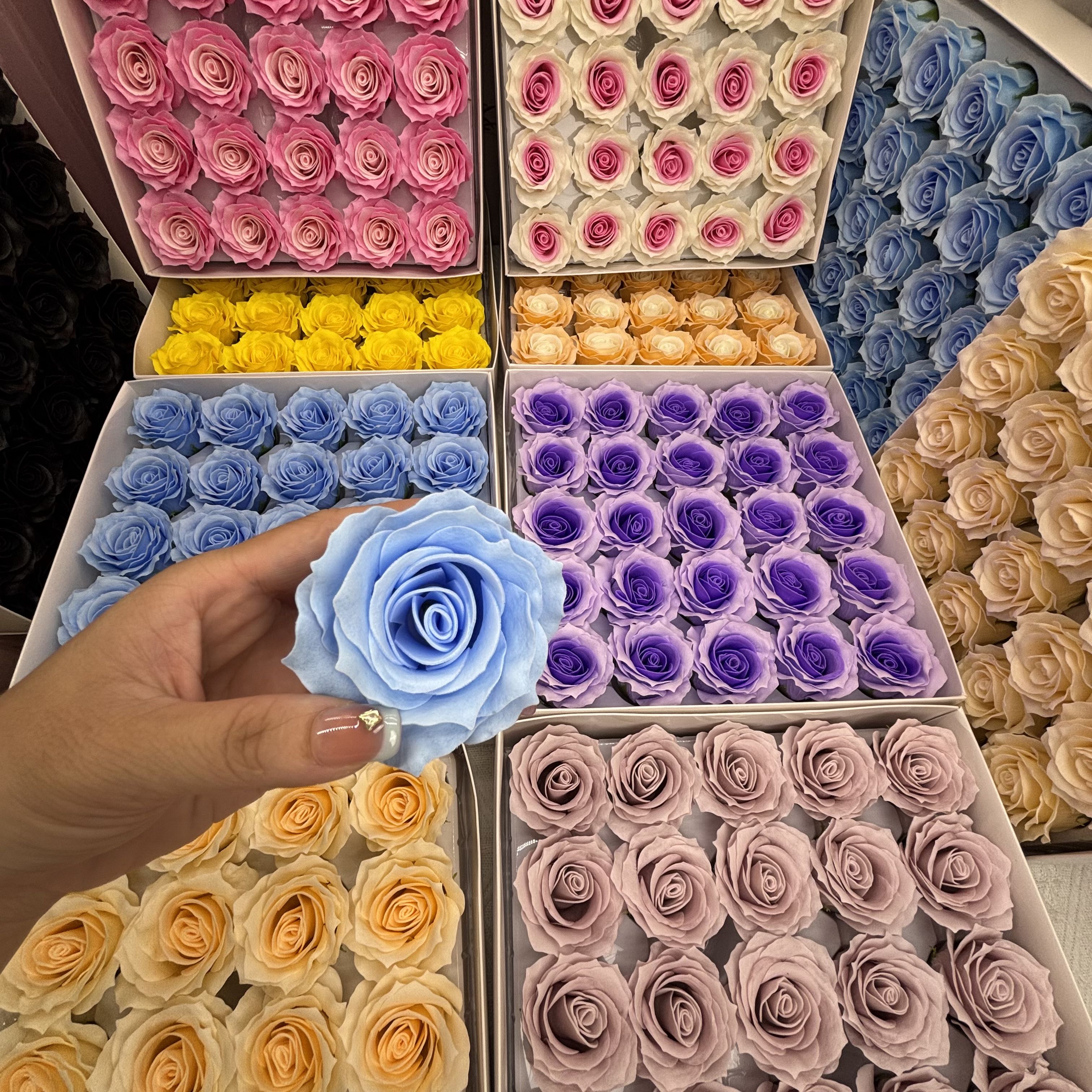 拼色曼塔香皂玫瑰高级氛围感