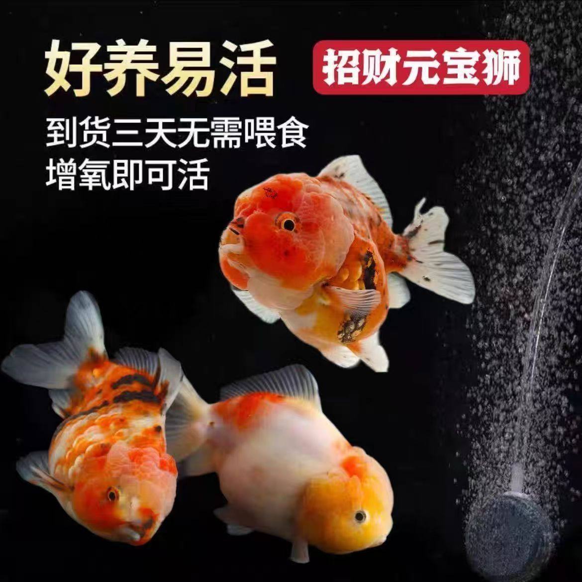 元宝狮金鱼观赏鱼五花短尾闪麟百褶泰狮鱼菠萝头娃娃脸淡水冷水鱼