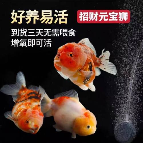 元宝狮金鱼观赏鱼五花短尾闪麟百褶泰狮鱼菠萝头娃娃脸淡水冷水鱼