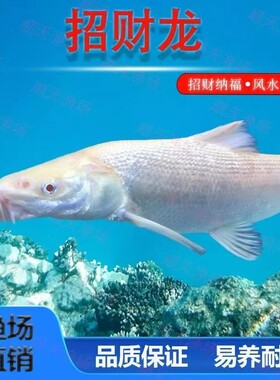黄色红眼招财龙鱼黄化赤目黄色黄金鳕鱼好养冷水淡水高颜值观赏鱼
