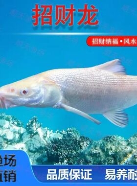黄色红眼招财龙鱼黄化赤目黄金鳕鱼好养冷水淡水高颜值观赏鱼新手