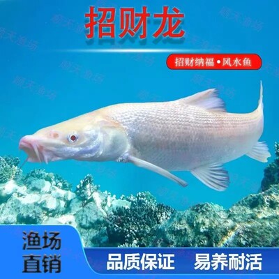 黄色红眼招财龙德系玛雅蝴蝶鲤普身长尾好养冷水淡水高颜值观赏鱼