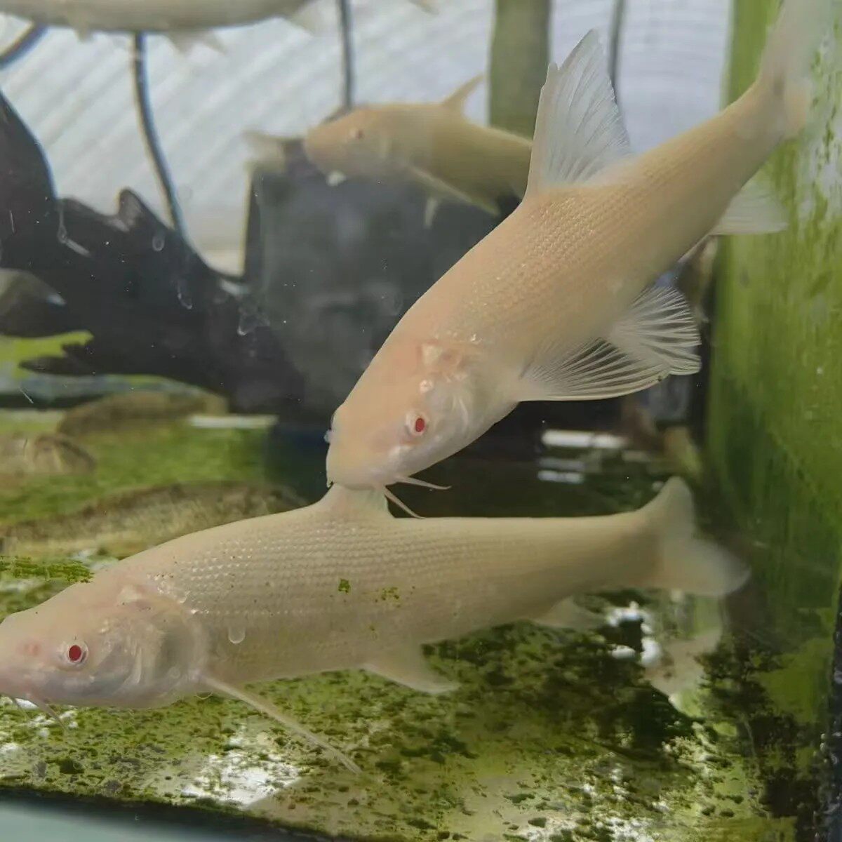黄金鳕鱼白子招财龙鱼冷水鱼淡水红眼黄化赤目黄金鳕鱼好养观赏鱼