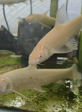 黄金鳕鱼白子招财龙鱼冷水鱼淡水红眼黄化赤目黄金鳕鱼好养观赏鱼
