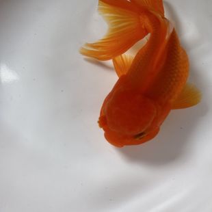 观赏鱼混搭金鱼国狮冷水鱼好养耐活丹顶鹤顶红龙睛小型鱼苗淡水鱼