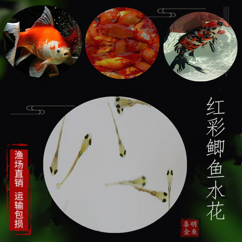 2024年小洋鱼小红鱼红鲫鱼彩色草金鱼冷水鹦鹉冷水鱼水花鱼苗活体