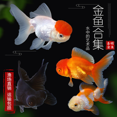 锦狮 相关商品 价格 图片 优惠券 锦狮相关淘宝天猫折扣查询 淘优券