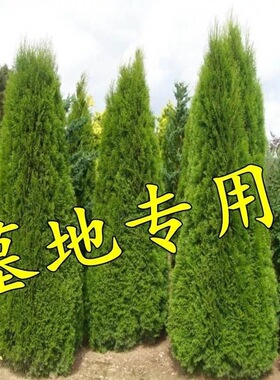 塔柏树苗松树苗侧柏树苗宝塔松柏树苗松柏树苗侧柏树苗四季常青树