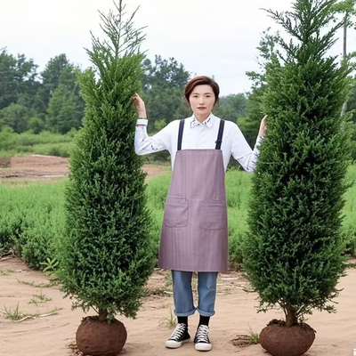 塔柏树苗松树苗侧柏树苗宝塔松柏树苗松柏树苗侧柏树苗四季常青树