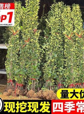 北海道黄杨冬青树苗篱笆墙围墙绿篱四季常青耐寒丛生庭院绿化植物