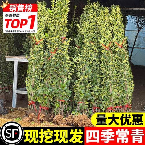 北海道黄杨冬青树苗篱笆墙围墙绿篱四季常青耐寒丛生庭院绿化植物
