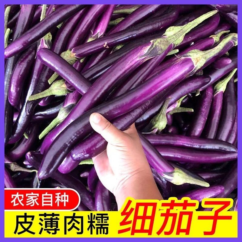 新鲜茄子 线茄子细长小茄子福建农家现摘茄瓜蔬菜1-5斤