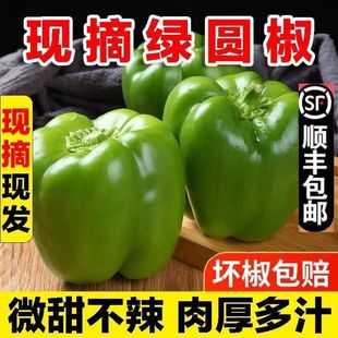 （顺丰）新鲜圆椒不辣青椒福建蔬菜太空椒灯笼椒柿子椒