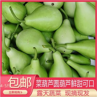 菜葫芦瓜新鲜 可食用圆葫芦瓠子蒲瓜瓠瓜福建农家现摘