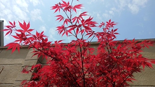 红枫枫树小叶红枫盆栽约旦彩枫日本枫树红枫树苗庭院彩叶黄金枫