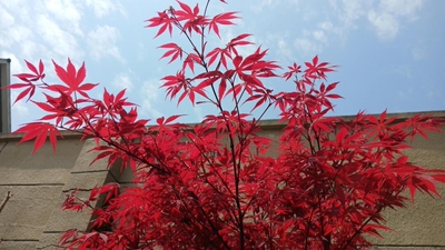 红枫枫树小叶红枫盆栽约旦彩枫日本枫树红枫树苗庭院彩叶黄金枫