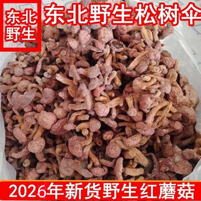 东北特产野生松蘑菇 红蘑菇菌松树伞红肉蘑菇干货松茸半斤包邮