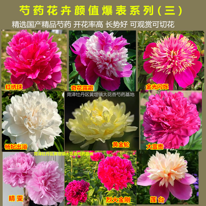 菏泽精品芍药苗大富贵芍药根块重瓣花室内阳台花庭院花卉盆栽绿植