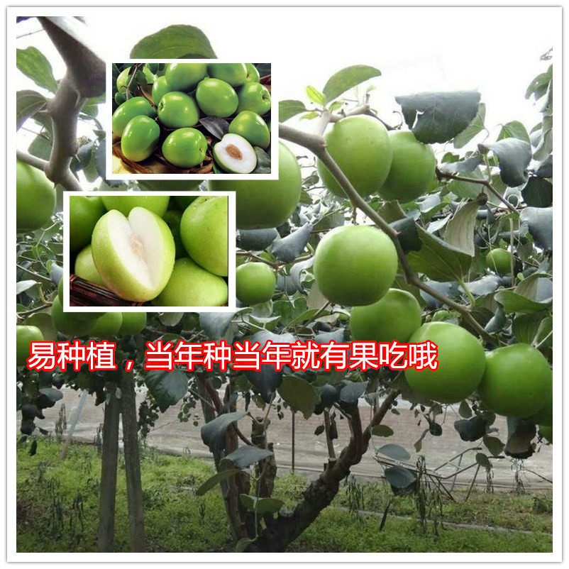 台湾大青枣树苗蜜丝枣牛奶枣庭院盆栽果树果苗嫁接枣子苗当年结果