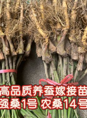 正宗养蚕桑苗强桑1号养蚕苗专用桑树幼苗农桑14号强桑5号嫁接苗